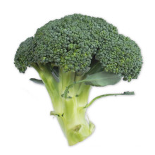 2021 New Season Fresh Vegetable Export With International Certifications Fresh Broccoli